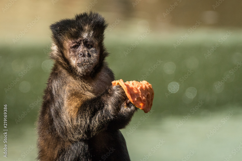 Wall mural Macaco Prego / Tufted Capuchin (Sapajus apella)