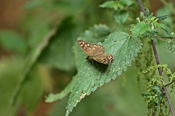 Waldbrettspiel (Pararge aegeria) auf Brennnesselblatt 
