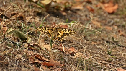 Schwalbenschwanz (Papilio machaon) auf trockenem Gras im Spätsommer
