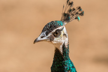 Pavão Indiano / Indian Peafowl (Pavo cristatus)