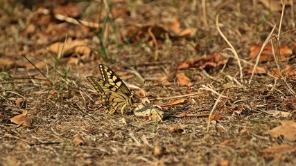 Schwalbenschwanz (Papilio machaon) auf trockenem Gras im Spätsommer
