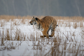 Siberian Tiger in the snow (Panthera tigris)