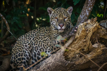 Fototapeta na wymiar Onça Pintada / Jaguar (Panthera onca)