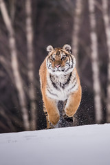 Siberian Tiger in the snow (Panthera tigris)