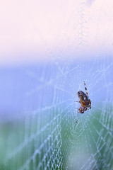 La delicata ragnatela del ragno dalla croce