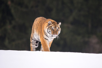 Siberian Tiger in the snow (Panthera tigris)