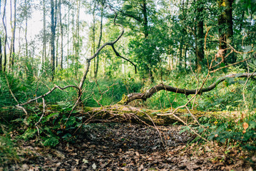 Waldspaziergang mit Hund im Forst im Sommer