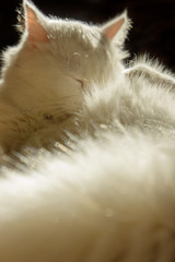 White cat. White cat breed Turkish Angora lies in the sun. The wool sparkles.