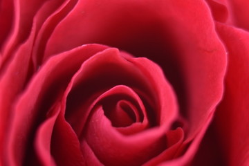Fototapeta na wymiar macro red rose