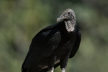 Urubu de Cabeça Preta / Black Vulture (Coragyps atratus)