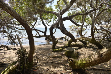 Los manglares de baja california sur en méxico.