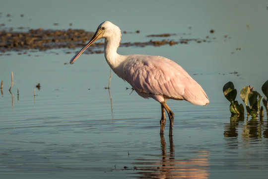 Colhereiro Americano / Roseate Spoonbill (Platalea ajaja)