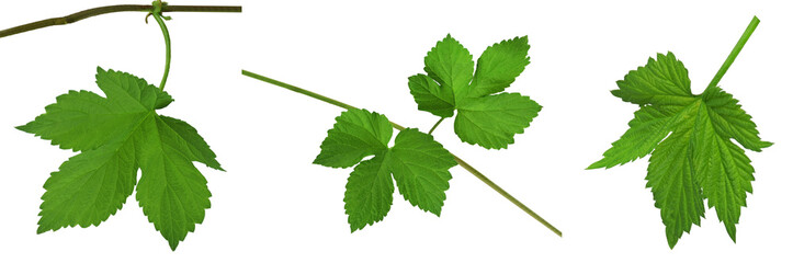 Fototapeta premium Green leaf hops. Close-up. Isolated without a shadow. Brewing. Ingredients.