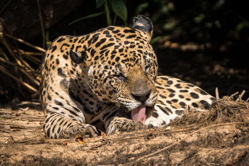Onça Pintada / Jaguar (Panthera onca)