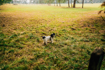Fototapeta premium Waldspaziergang mit Hund im Forst im Sommer
