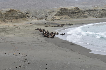 lobos marinos en la plaza de San Lázaro en Baja California Sur Mexico.