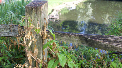 Fototapeta na wymiar Wooden fence next to a village pond in rural England