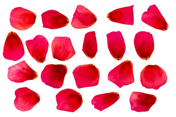 A set of rose petals. Red rose.