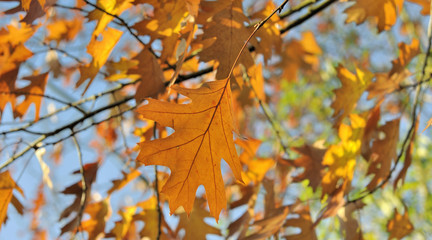 close on golden oak  leaf in the tree  in autumn 