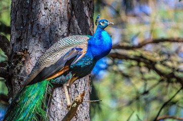 Obraz premium A beautiful peacock in Underberg
