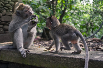 Ubud Sacred Monkey Forest