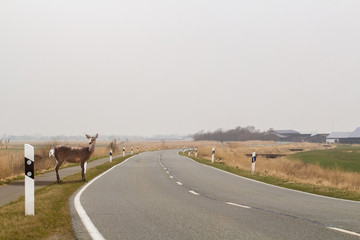 Reh steht am Straßenrand im Herbst