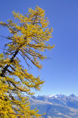 beautiful yellow larch in autumn under blue sky with mountain background