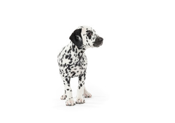 Dalmatian puppy on white background
