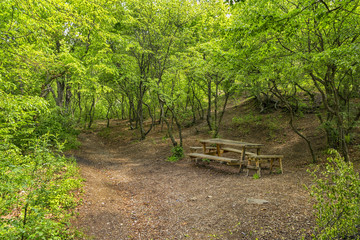 wooden benches in the forest for rest