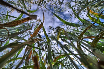 Der Himmel aus Sicht einer Ameise