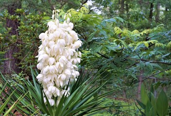 Yucca plant (Yucca filamentosa) has sword-shape leaves, white flower blooming in the garden, Spring...