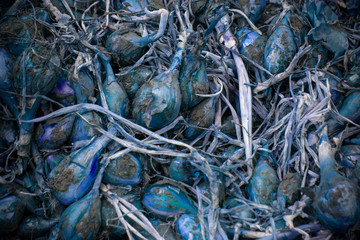 Unusual blue onion of Chinese selection. Harvest of blue organic vitamin onions. The farmer harvested a blue Chinese onion. Photo for catalogs.