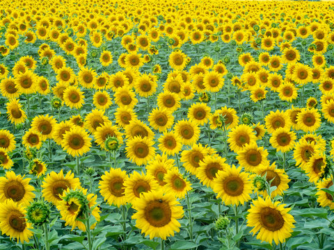 Background of sunflowers field, medium shot. Rural landscape at summer. Yellow sunflowers with green leaves blossoming at agricultural farm. Blurred background. Soft selective focus