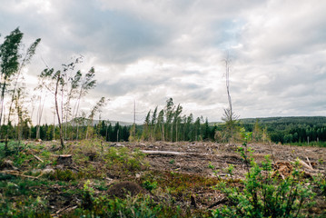 Obraz premium Schwedischer Wald - Swedish Forest