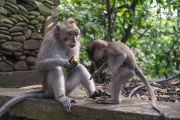 Ubud Sacred Monkey Forest