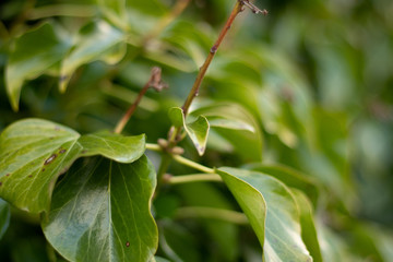 closeups