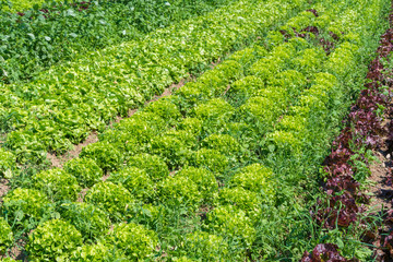 Salatfeld auf der Farm