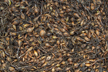 The natural small organic onion, smeared in the ground, is scattered on the floor. Harvest of small organic vitamin onions. The farmer harvested a yellow onion crop.