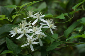 Sweet Autumn Clematis (Clematis terniflora) is blooming on vine up the tree, nicely fragrant in the late of summer in GA USA.