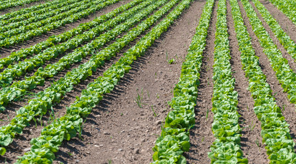Fototapeta na wymiar Salatfeld auf der Farm - Reihe grüner Salat