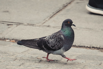 pidgeon