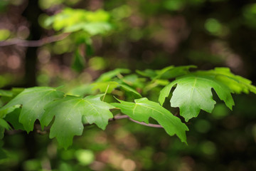Close up of maple leaf, shallow depth of field.