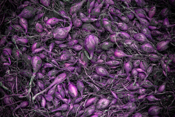 Attractive purple onion. Many unusual purple bulbs are scattered on the floor. Experimental grade...