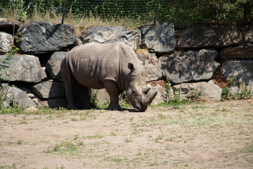 Obraz premium Rhino