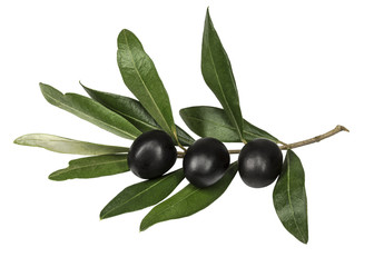 olive branch and black olives on white background isolated