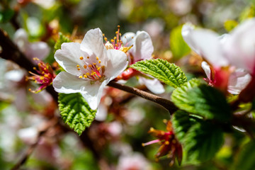 flower of Chinese cherry pink color on the background of other cherry blossoms