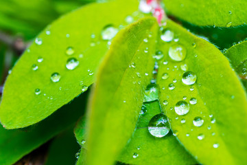 leaves of honeysuckle after rain