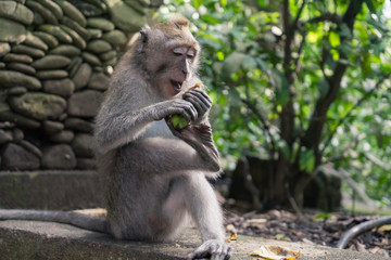 Ubud Sacred Monkey Forest