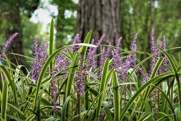 Liriope muscari or lily turf flower growing up in the garden on the background of green grass field , summer in Ga USA