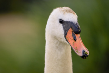 Swan,  bird of the Cygnini tribe (Anatidae) -  portrait